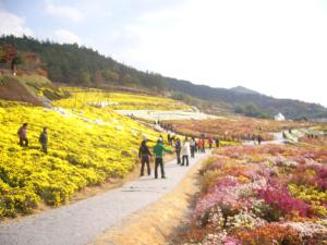 flower festival 이미지