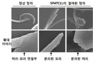 박사과정 김지혜학생이 "SPATC1L maintains the integrity of the sperm head-tail junction." 논문의 우수한 연구결과를 인정받아 네이버 뉴스에 나왔습니다. 이미지