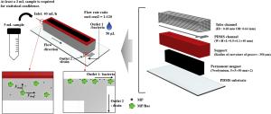 Continuous, rapid concentration of foodborne bacteria (Staphylococcus aureus, Salmonella typhimurium, and Listeria monocytogenes) using magnetophoresis-based microfluidic device