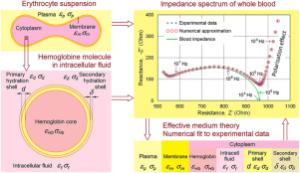 Effect of hemoglobin hydration on the physical properties of erythrocyte cytoplasm and whole blood