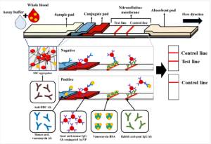 One-Step Detection of Vancomycin in Whole Blood Using the Lateral Flow Immunoassay